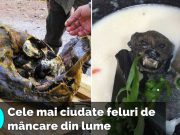 10 mâncăruri ciudate, care îţi vor tăia pofta de mâncare pentru totdeauna mâncăruri ciudate