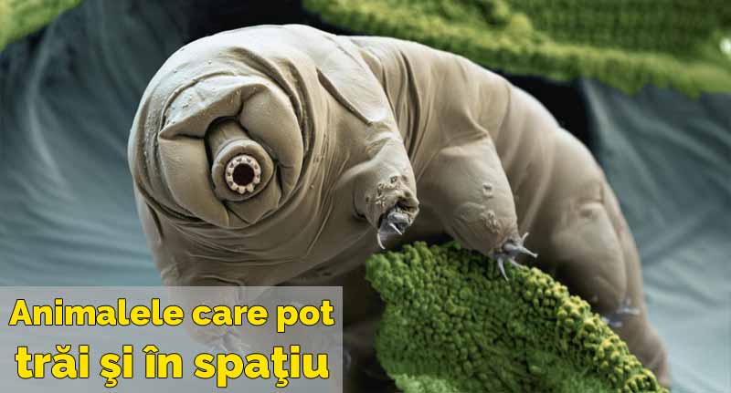 tardigrade sau urs de apa