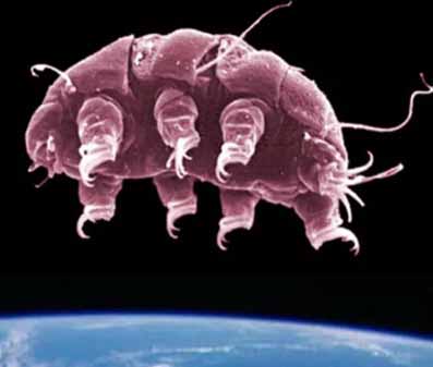 tardigrade sau urs de apa