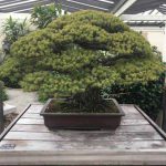 bonsai-vechi