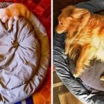 catel-care-creste