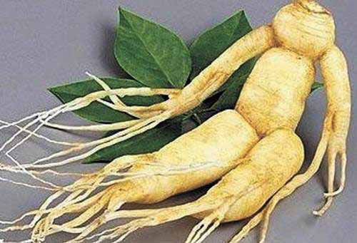 ginseng tratament