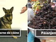 10 animale pe care le mănâncă oamenii, dar nu te-ai fi aşteptat ani.male pe care le mănâncă oamenii