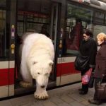 urs-in-autobuz
