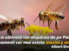 Ce se întâmplă dacă dispar albinele de pe Pământ? Răspunsul este înfiorător ce se întâmplă dacă dispar albinele