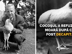 Mike, cocoşul care a trăit fără cap timp de un an şi jumătate cocoşul care a trăit fără cap
