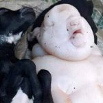 jumatate-porc-jumate-om