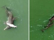 mamă delfin îşi împinge puiul mort