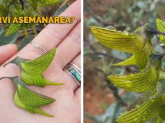 Floarea care seamănă cu o pasăre colibri a uimit o lume întreagă seamănă cu o pasăre colibri