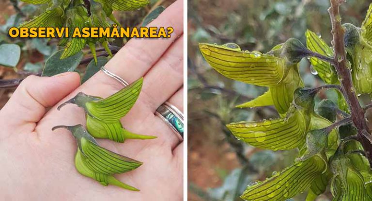 seamănă cu o pasăre colibri