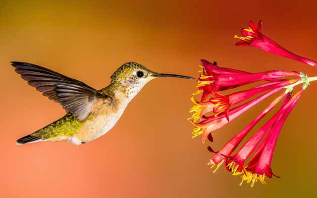 pasarea colibri