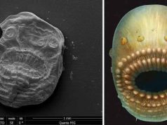 Cel mai vechi strămoş al omului, care a trăit în urmă cu 540 mil. de ani Cel mai vechi strămoş al omului