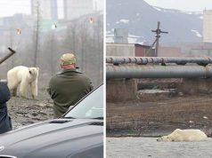 Un urs polar înfometat a mers 1.500 km, până în primul oraș urs polar înfometat