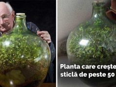 Planta care creşte într-o sticlă sigilată de zeci de ani planta care creşte într-o sticlă