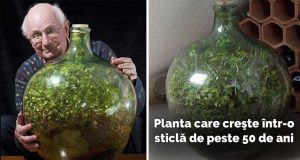 planta care creşte într-o sticlă