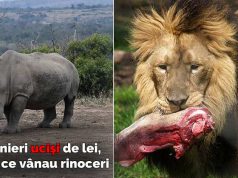 Trei braconieri au fost mâncaţi de lei, în timp ce vânau rinoceri braconieri au fost mâncaţi de lei