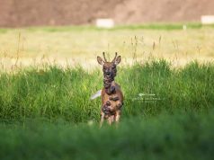 O căprioară cu tumori pe tot corpul a fost surprinsă de un fotograf căprioară cu tumori