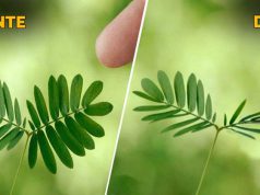 Mimosa pudica, planta care simte şi reacţionează atunci când este atinsă mimosa pudica