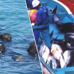 carne-de-delfin