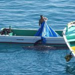 carne-de-delfin2