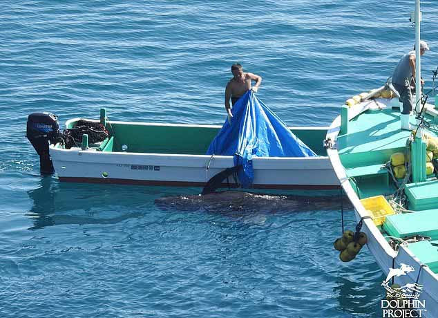 carne de delfin