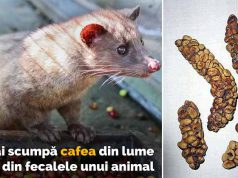 Cea mai scumpă cafea din lume se obţine din fecalele unui animal: Kopi Luwak cea mai scumpă cafea