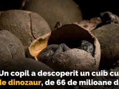 Un copil a descoperit accidental ouă de dinozaur de 66 de milioane de ani ouă de dinozaur