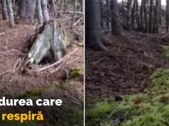 Pădurea care respiră. Fenomenul care i-a speriat şi pe oamenii de ştiinţă pădurea care respiră