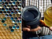 De ce au început albinele să producă miere albastră miere albastră