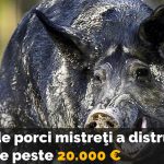 porc-mistret-cocaina