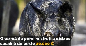 porci mistreţi a distrus cocaină