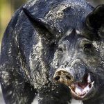 porc-mistret-cocaina1