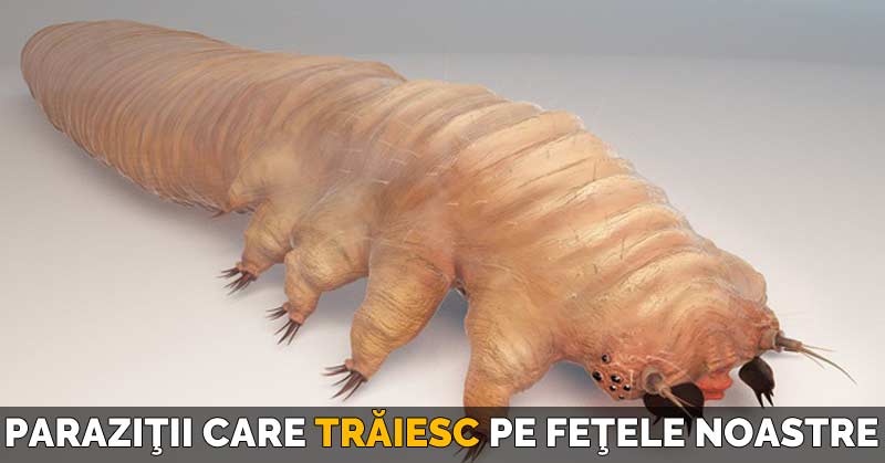 demodex folliculorum