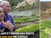 plantat două milioane de copaci