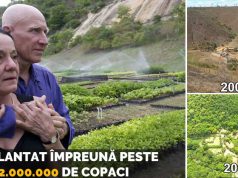 Doi soţi au plantat două milioane de copaci în 20 de ani. Un fotograf şi soţia lui au refăcut o pădure întreagă plantat două milioane de copaci