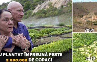 plantat două milioane de copaci