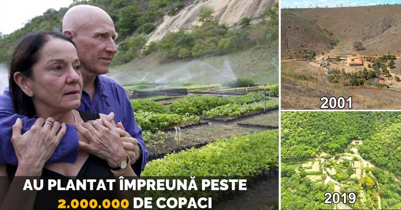 plantat două milioane de copaci