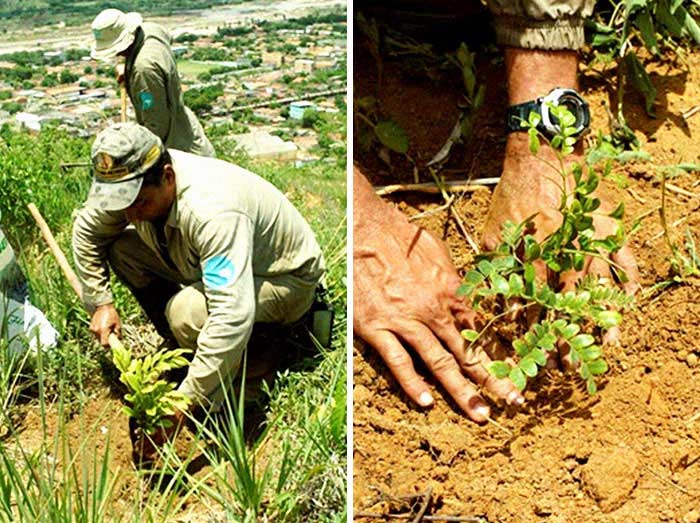 plantat două milioane de copaci