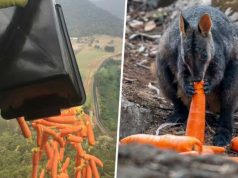 Tone de morcovi şi cartofi aruncate din avion pentru animalele din Australia morcovi şi cartofi
