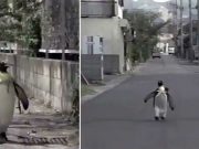 pinguin merge la magazin