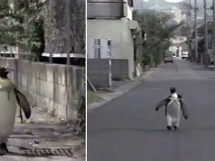 Un pinguin merge la magazin cu ghiozdanul şi îşi cumpără peşte pinguin merge la magazin