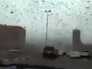 Roiuri de lăcuste ca în povestirile biblice au apărut aproape de China roiuri de lăcuste