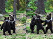 ursuleţi care dansează