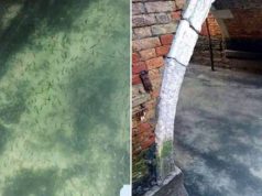 Apele din canalele din Veneţia au devenit limpezi, încât se văd peştii canalele din veneţia