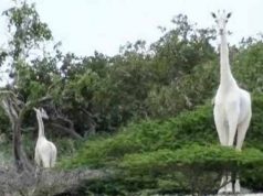 Singura girafă albă din lume şi puiul său au fost ucişi de braconieri girafă albă