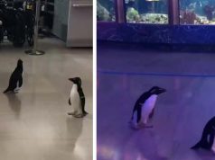 După închidere, aceşti pinguini sunt lăsaţi liberi prin acvariu pinguini lăsaţi liberi prin acvariu