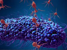 Care este diferenţa dintre virus şi bacterie şi care este pericolul pentru om diferenţa dintre virus şi bacterie