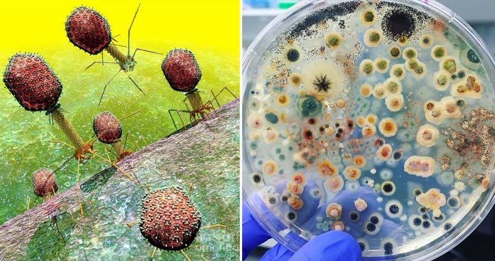 diferenţa dintre virus şi bacterie