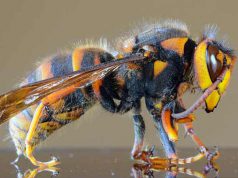 Viespile ucigaşe au circa 5 cm lungime, iar înţepătura lor poate fi fatală viespile ucigaşe