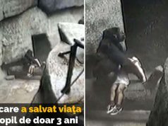 Binti Jua, gorila care a salvat viaţa unui copil de 3 ani gorila care a salvat